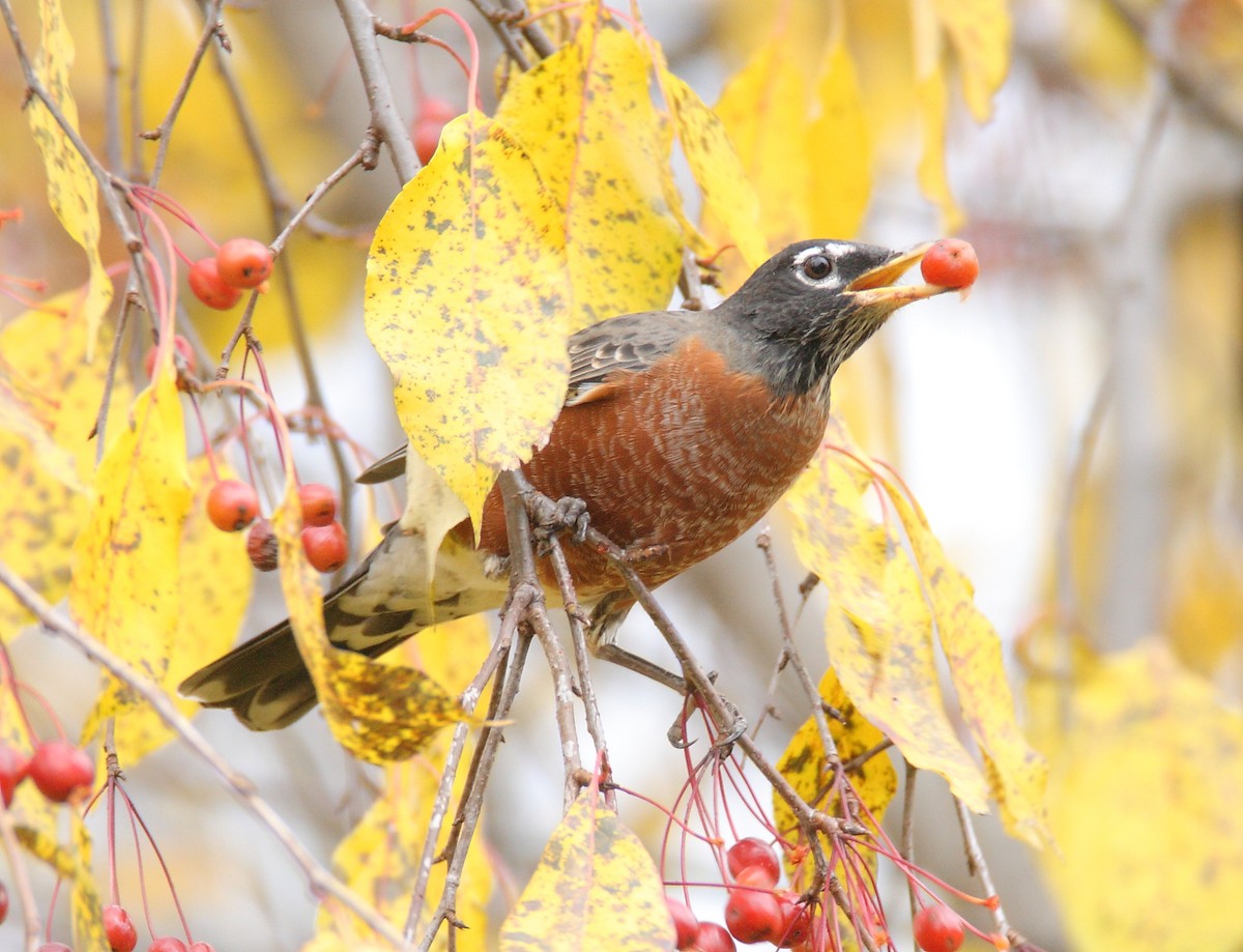 American Robin - ML612935339