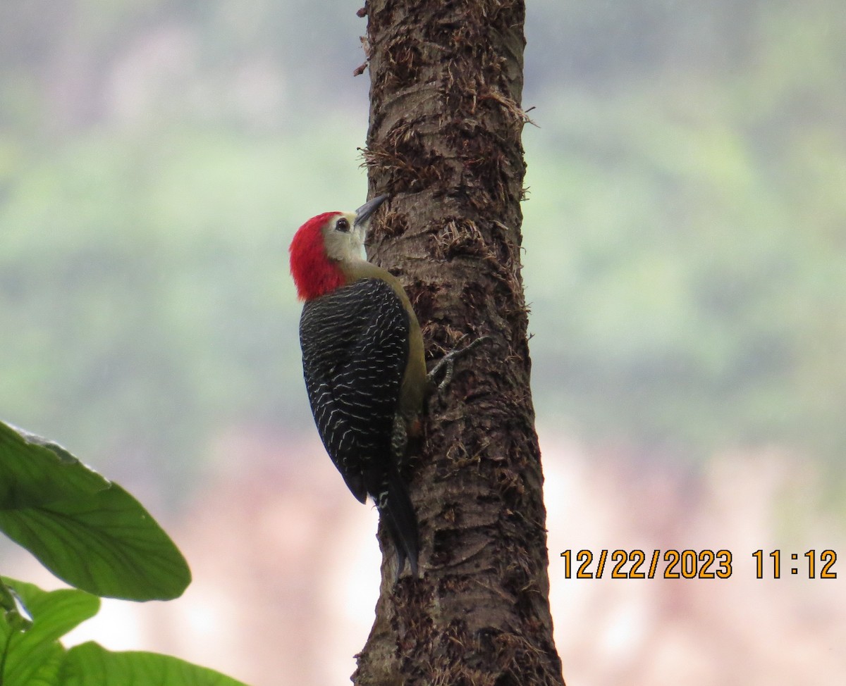 Jamaican Woodpecker - ML612935357