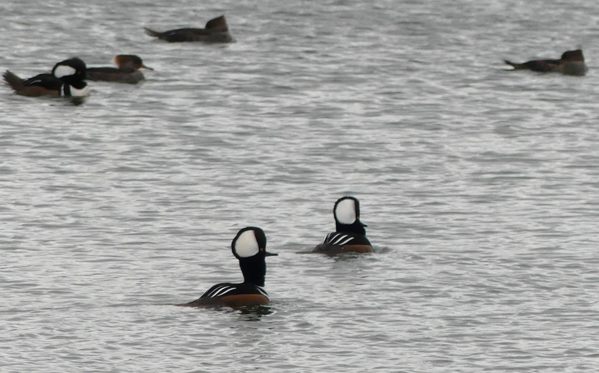 Hooded Merganser - ML612935393