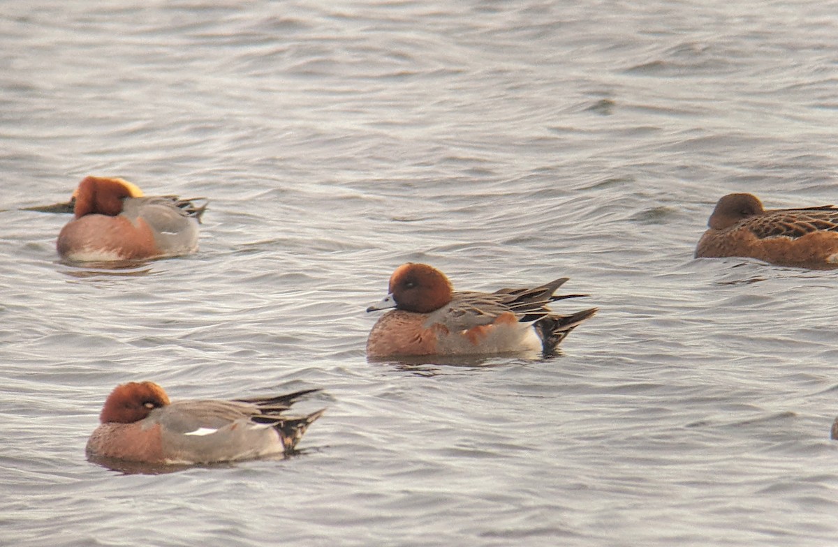 Eurasian Wigeon - ML612935465