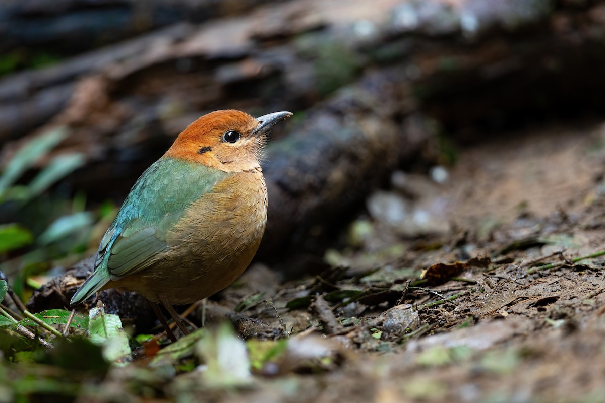 Rusty-naped Pitta - JJ Harrison