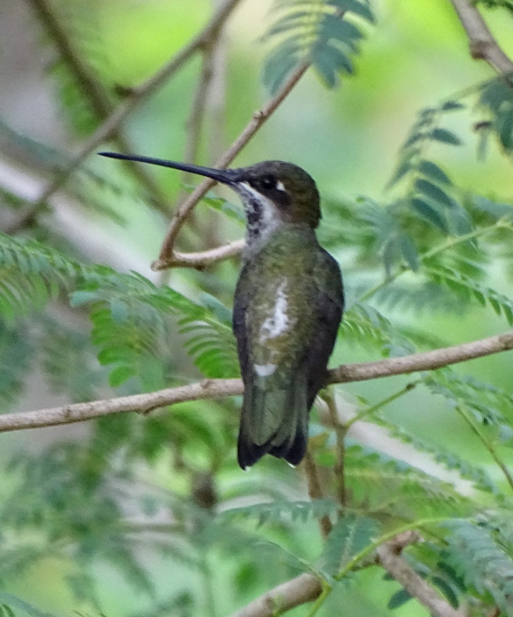 Colibrí Escamoso - ML612935708