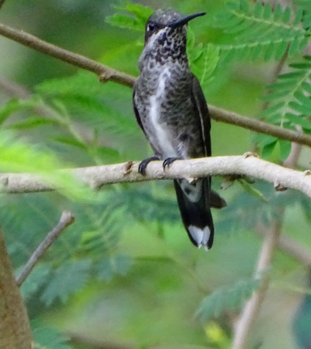 Colibrí Escamoso - ML612935709