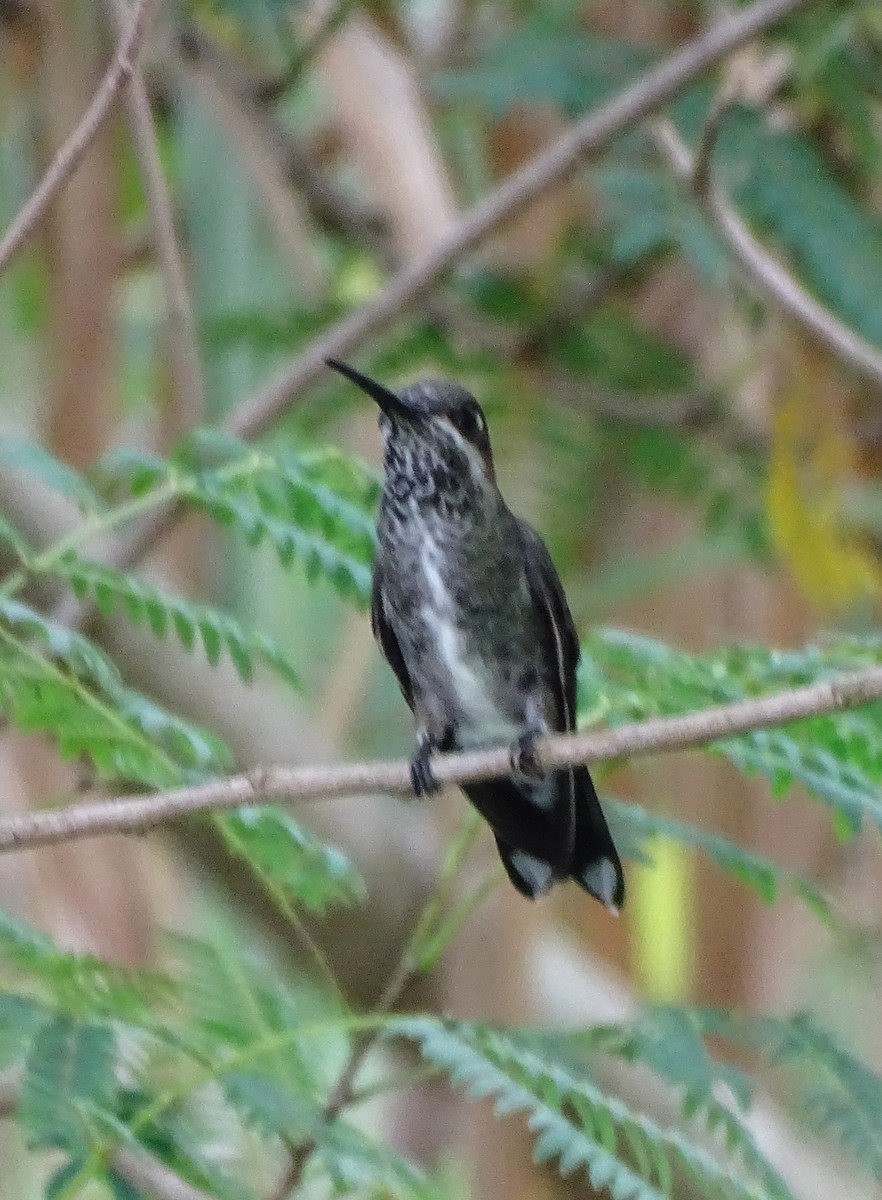 Colibrí Escamoso - ML612935711