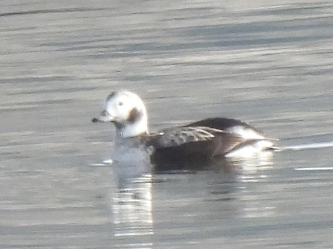 Long-tailed Duck - ML612935920