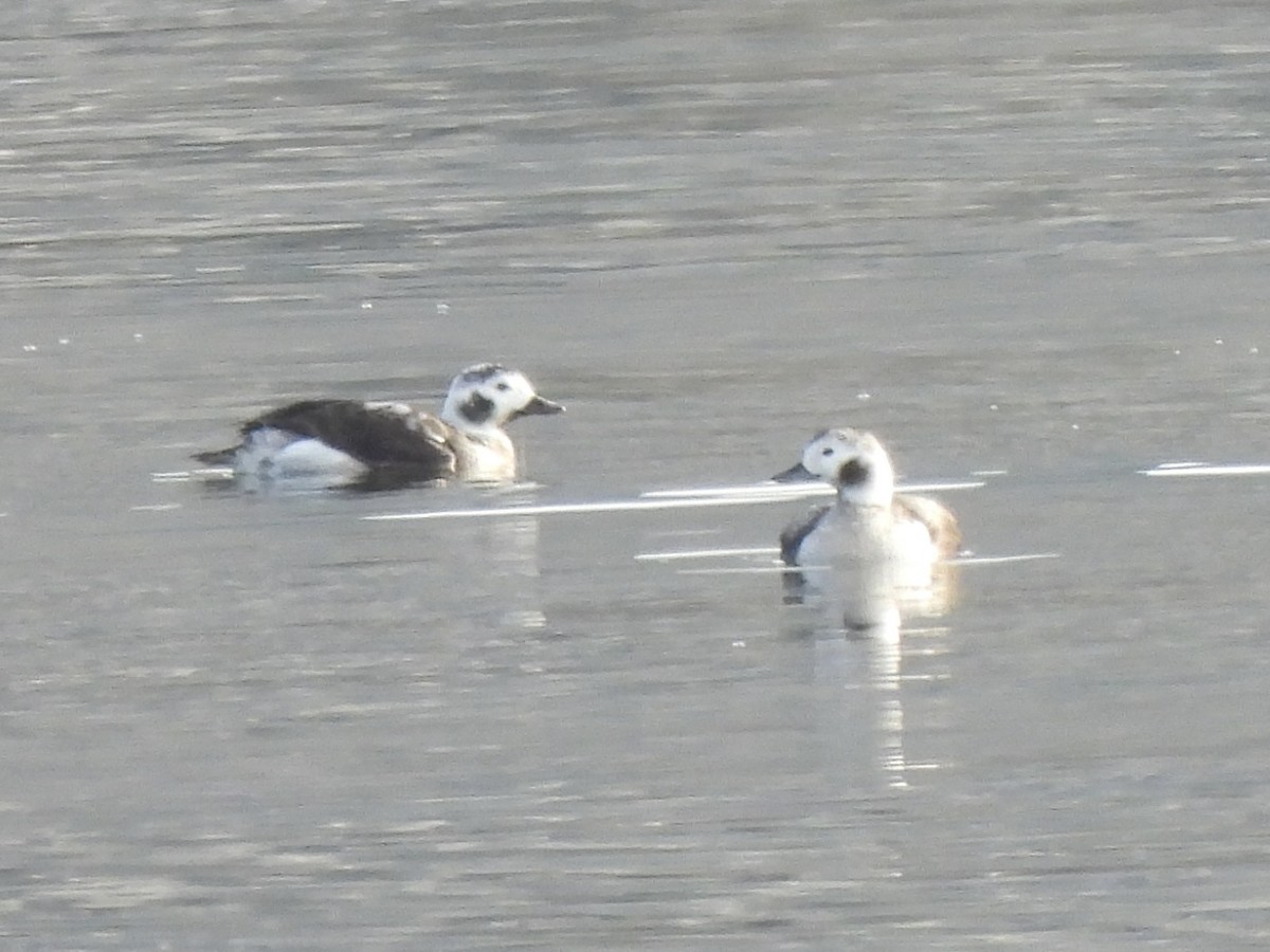 Long-tailed Duck - ML612935921