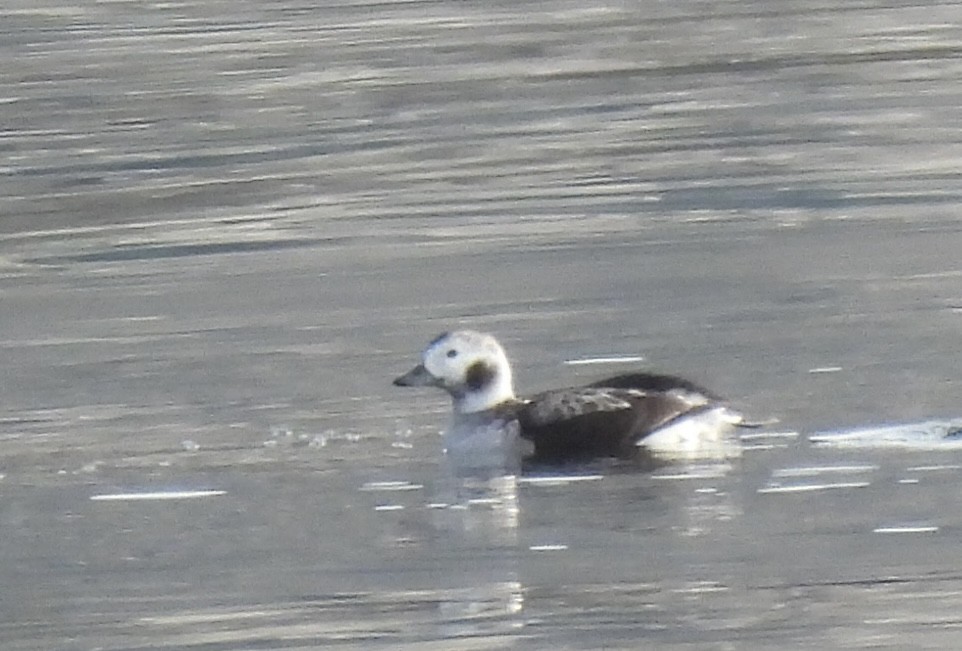 Long-tailed Duck - ML612935923