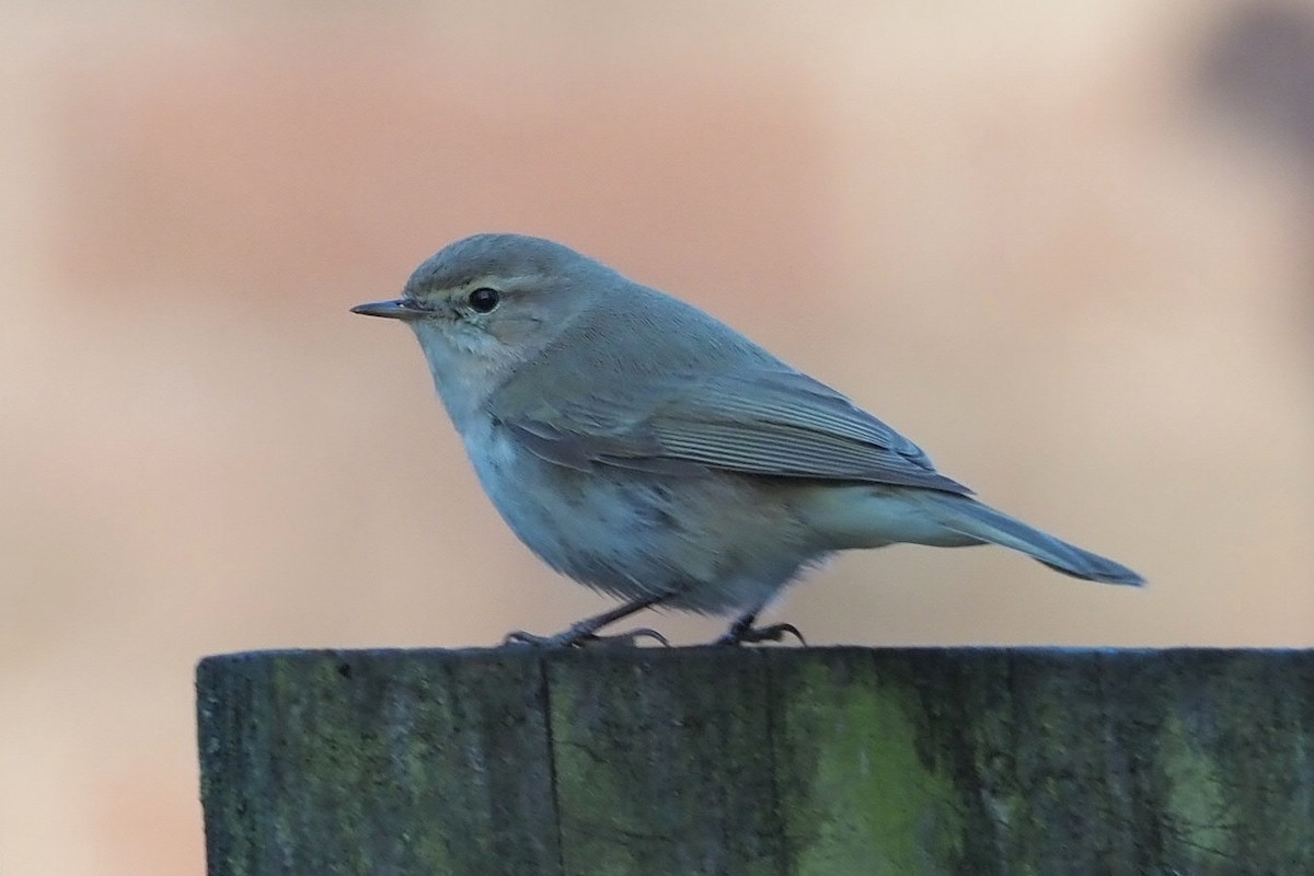 チフチャフ（tristis） - ML612935928