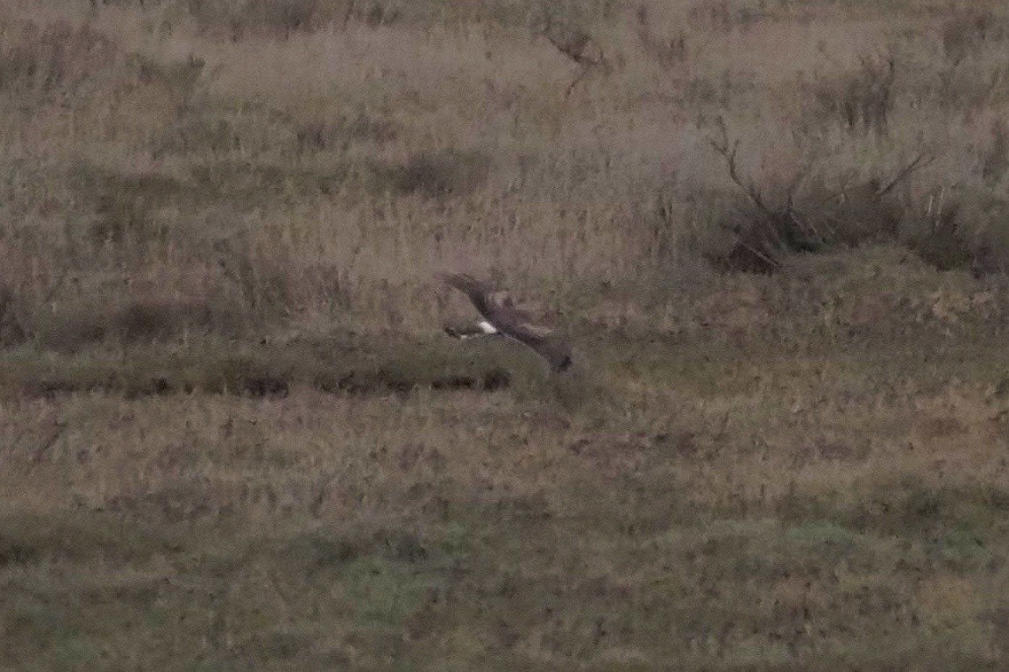 Hen Harrier - ML612936006