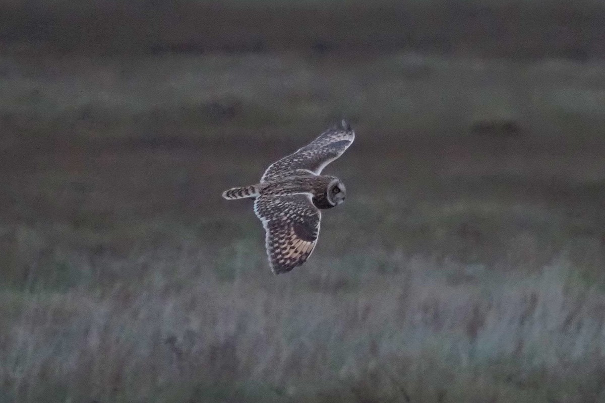 Short-eared Owl - ML612936013