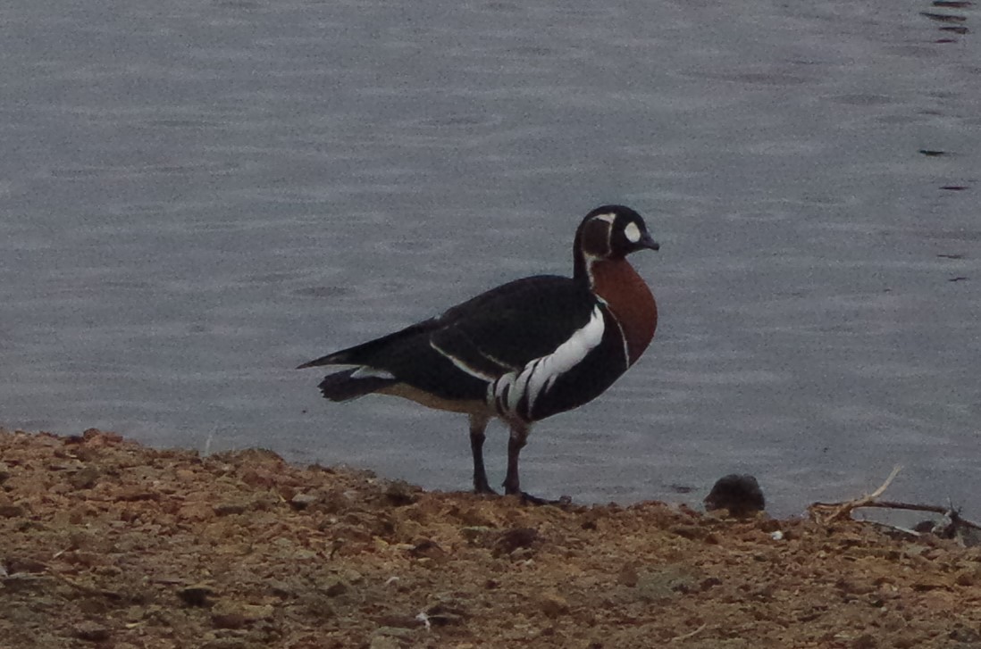 Red-breasted Goose - Chris Hanak