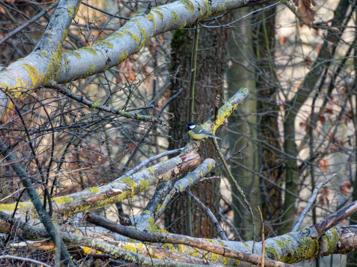 Great Tit - ML612936087