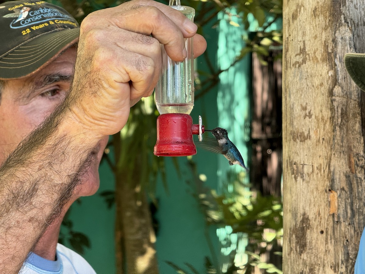 Bee Hummingbird - ML612936094