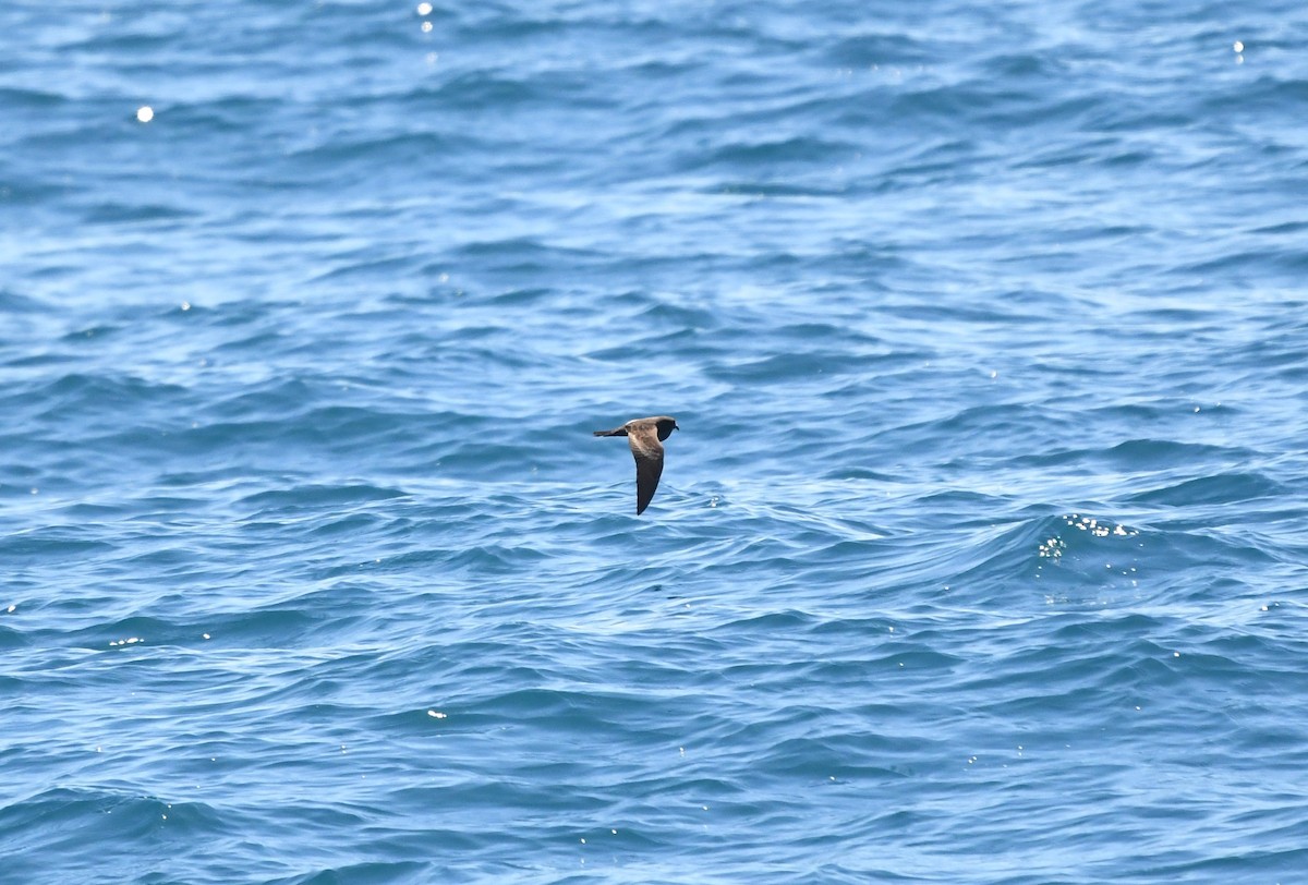 Black Storm-Petrel - Tim Swain