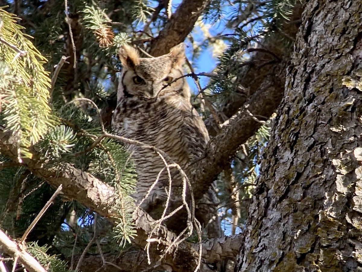 Great Horned Owl - ML612936122