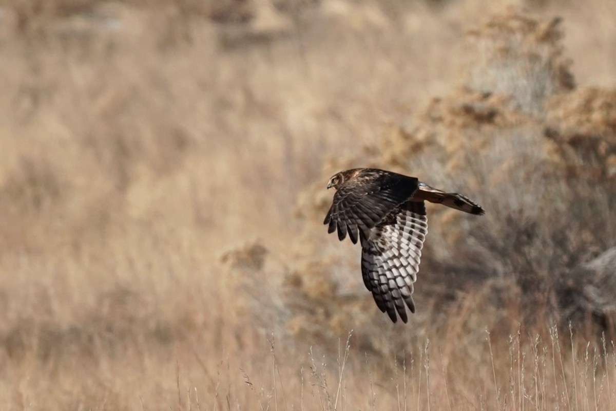 Northern Harrier - ML612936133