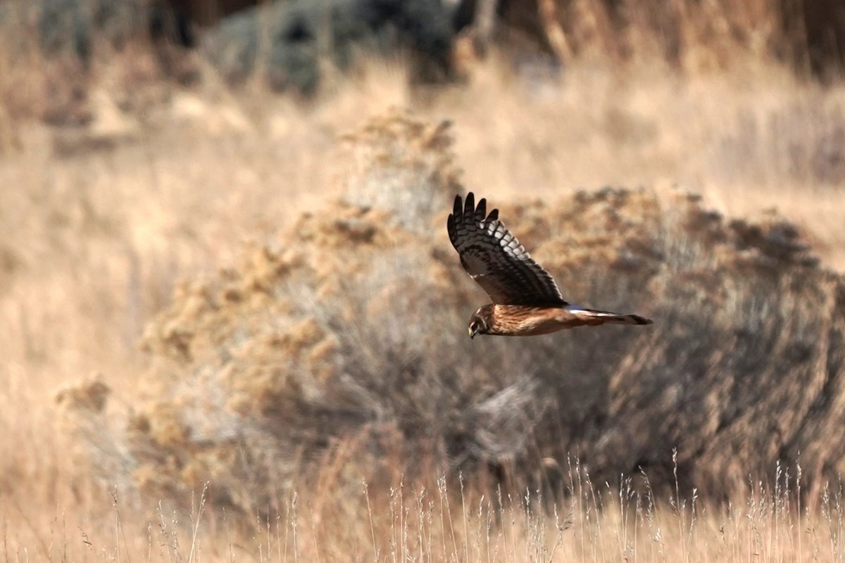 Northern Harrier - ML612936134