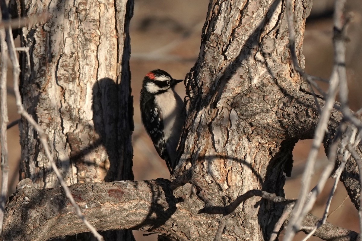 Downy Woodpecker - ML612936147