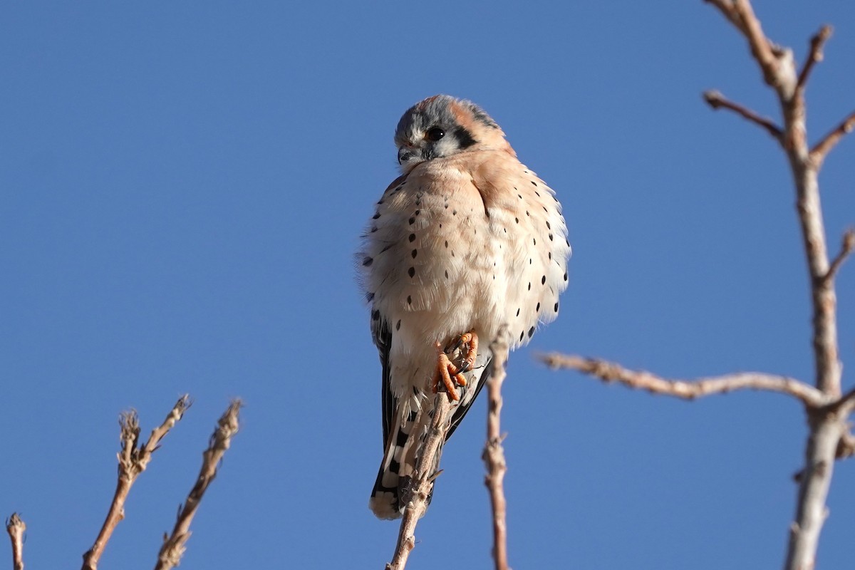 American Kestrel - ML612936159