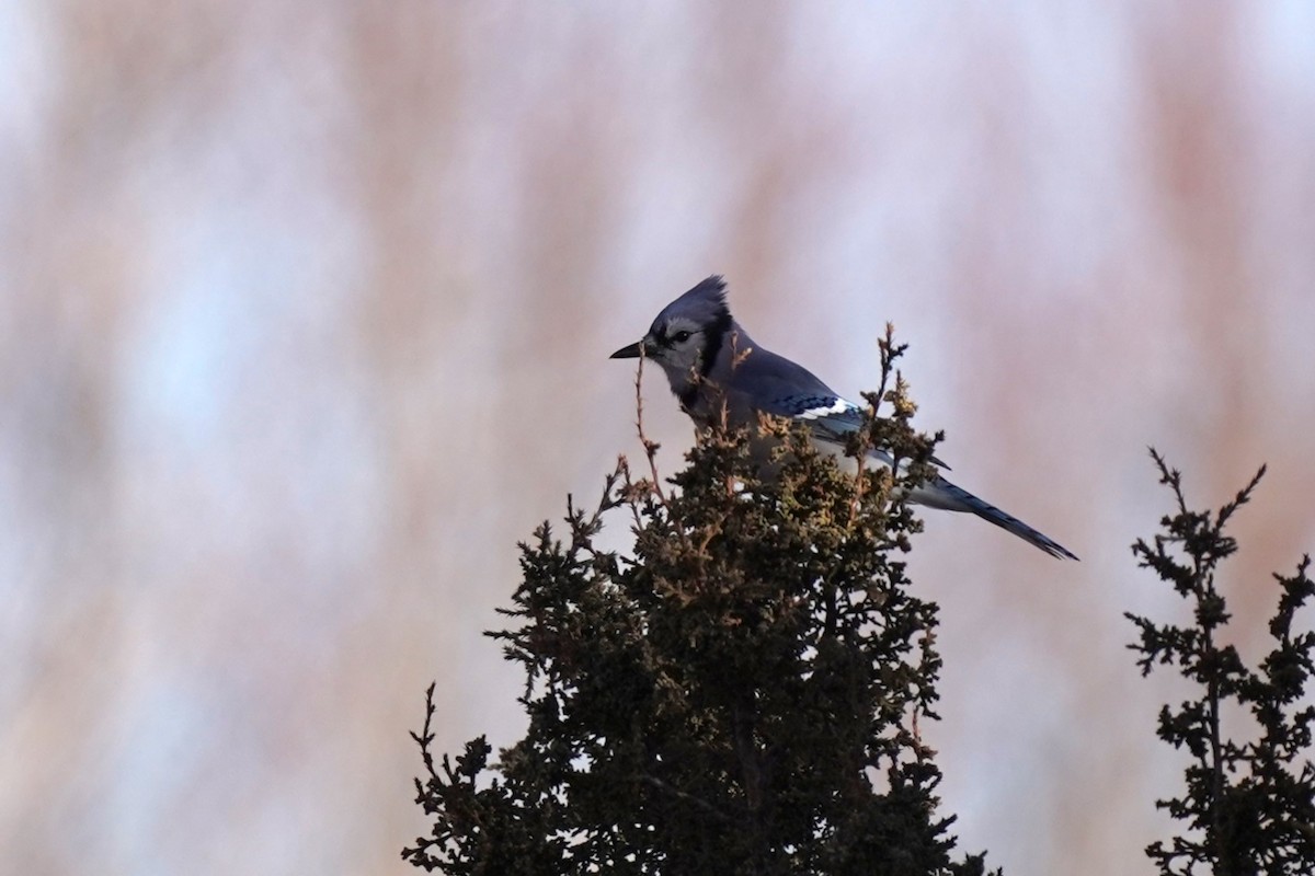 Blue Jay - ML612936181