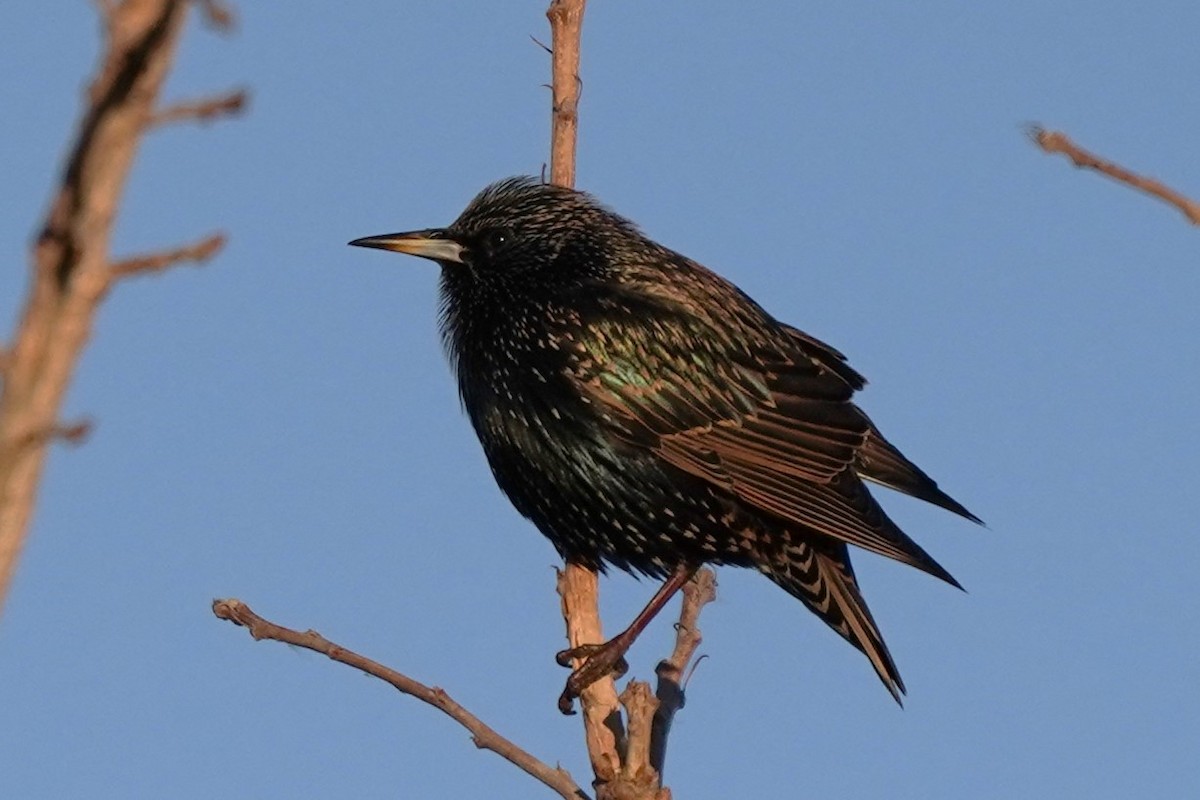 European Starling - ML612936184