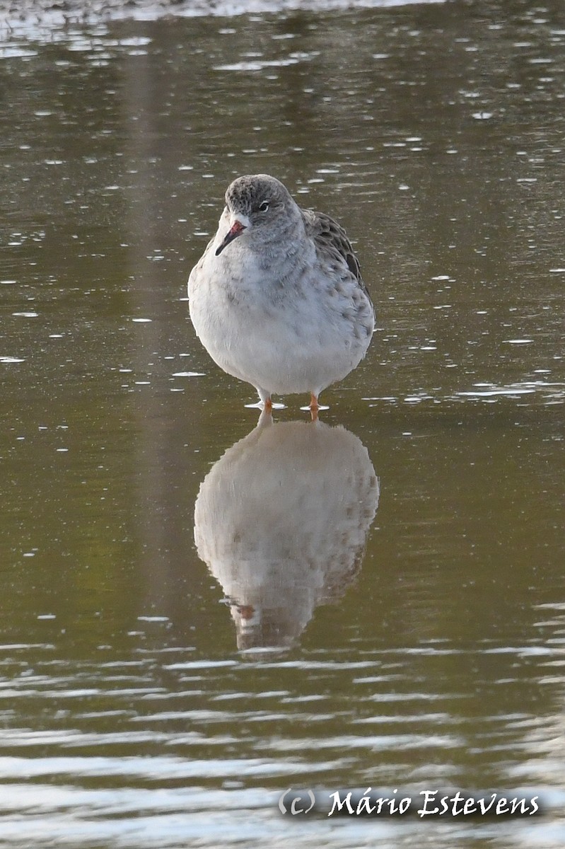 Ruff - Mário Estevens