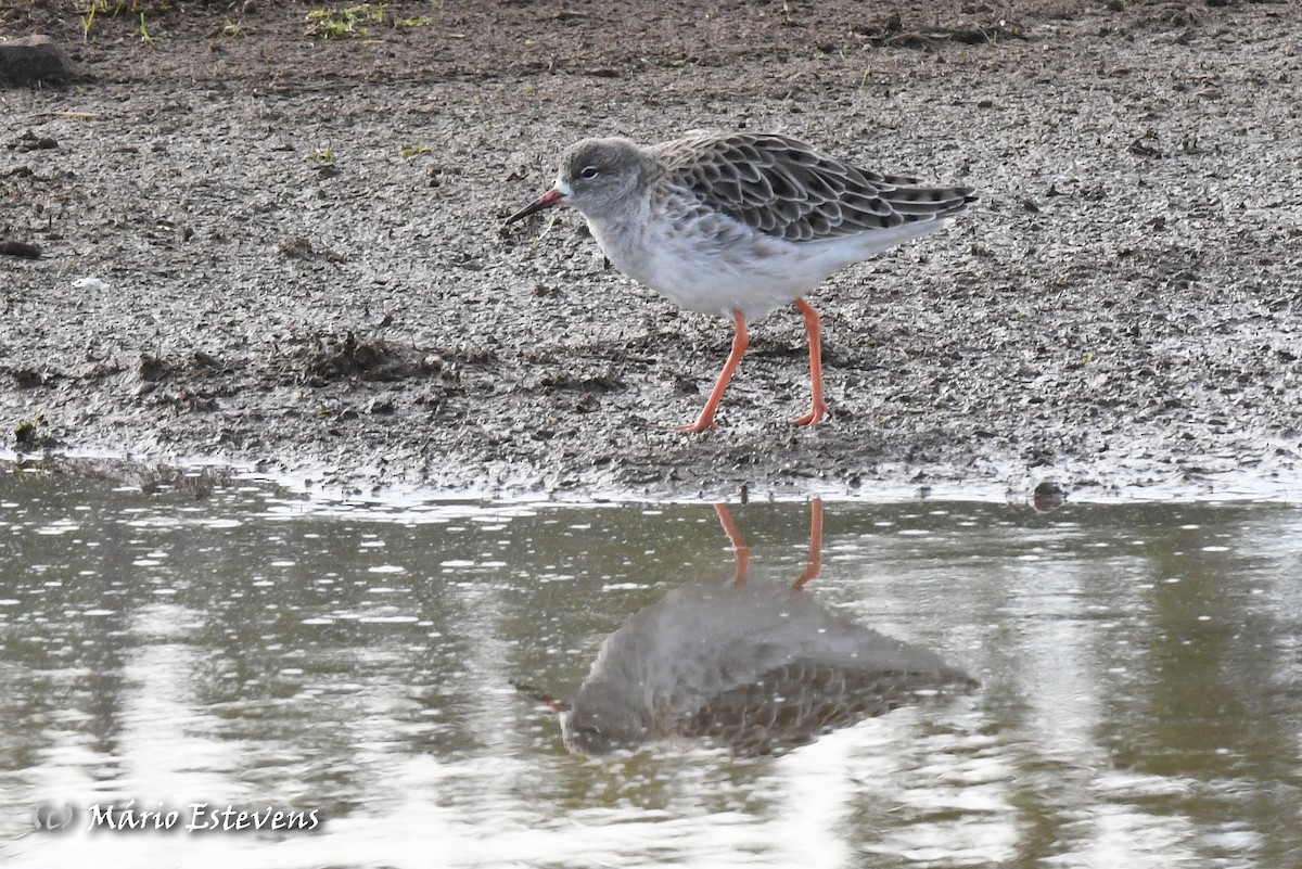 Ruff - Mário Estevens