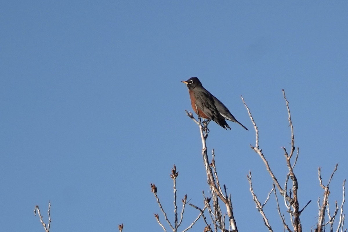 American Robin - ML612936198