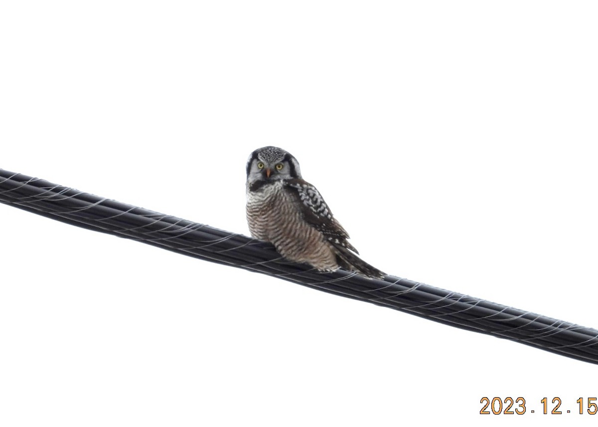 Northern Hawk Owl - ML612936336