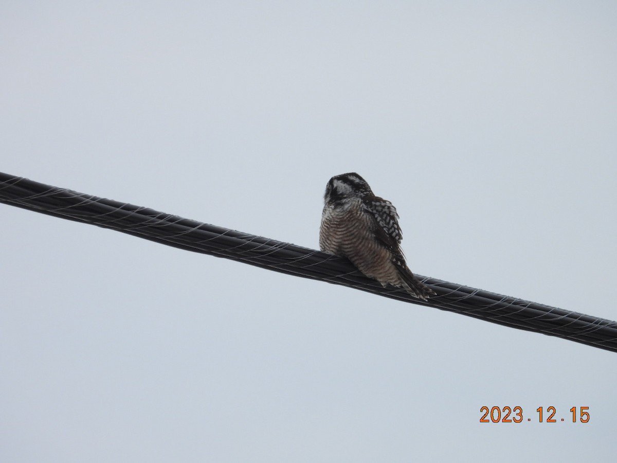 Northern Hawk Owl - ML612936337