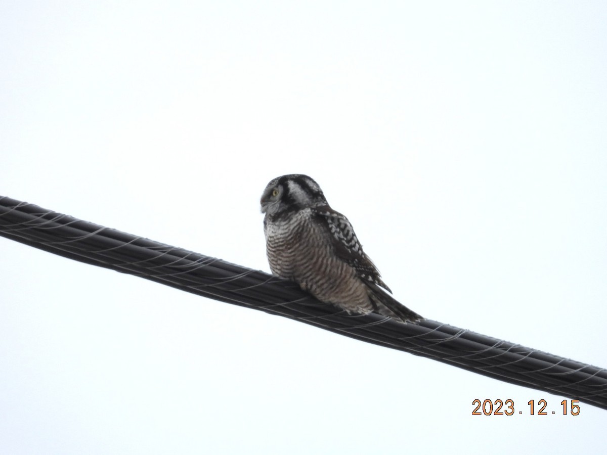 Northern Hawk Owl - ML612936338