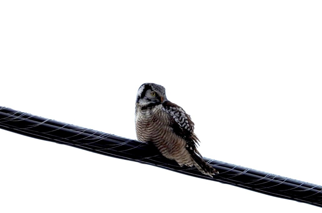 Northern Hawk Owl - Lyne Pelletier