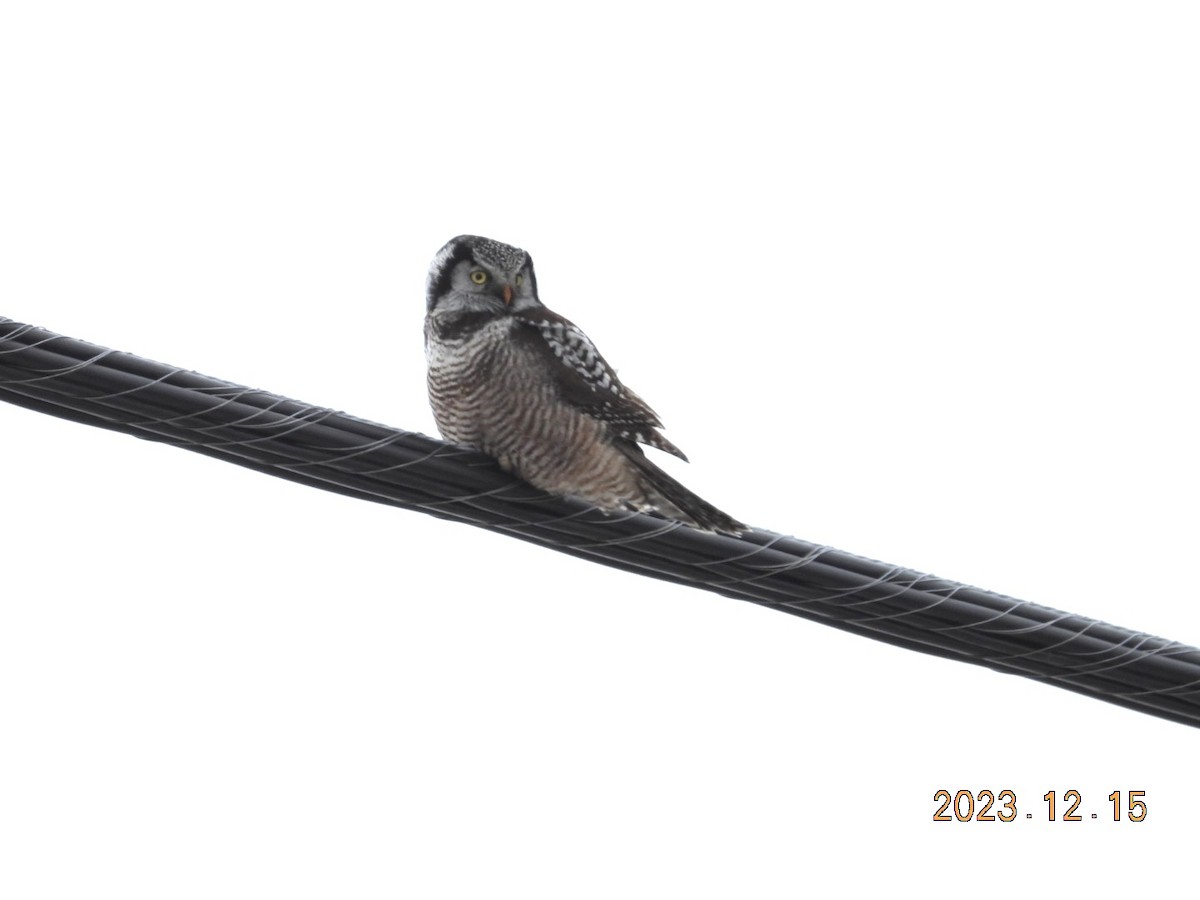 Northern Hawk Owl - ML612936340