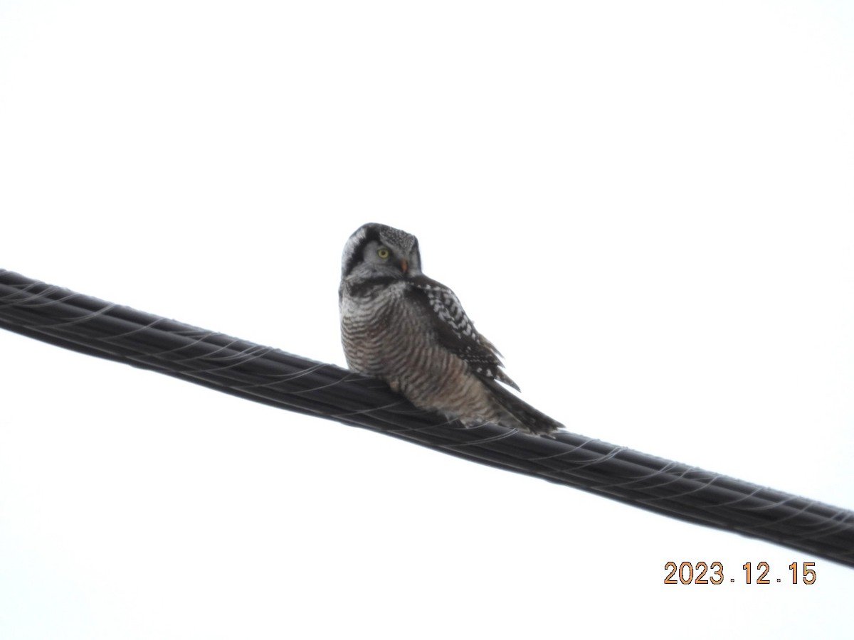Northern Hawk Owl - Lyne Pelletier
