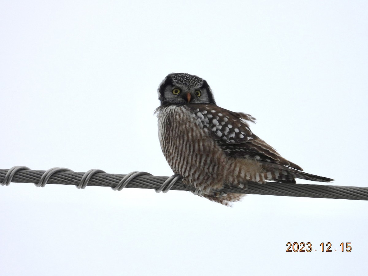 Northern Hawk Owl - ML612936342