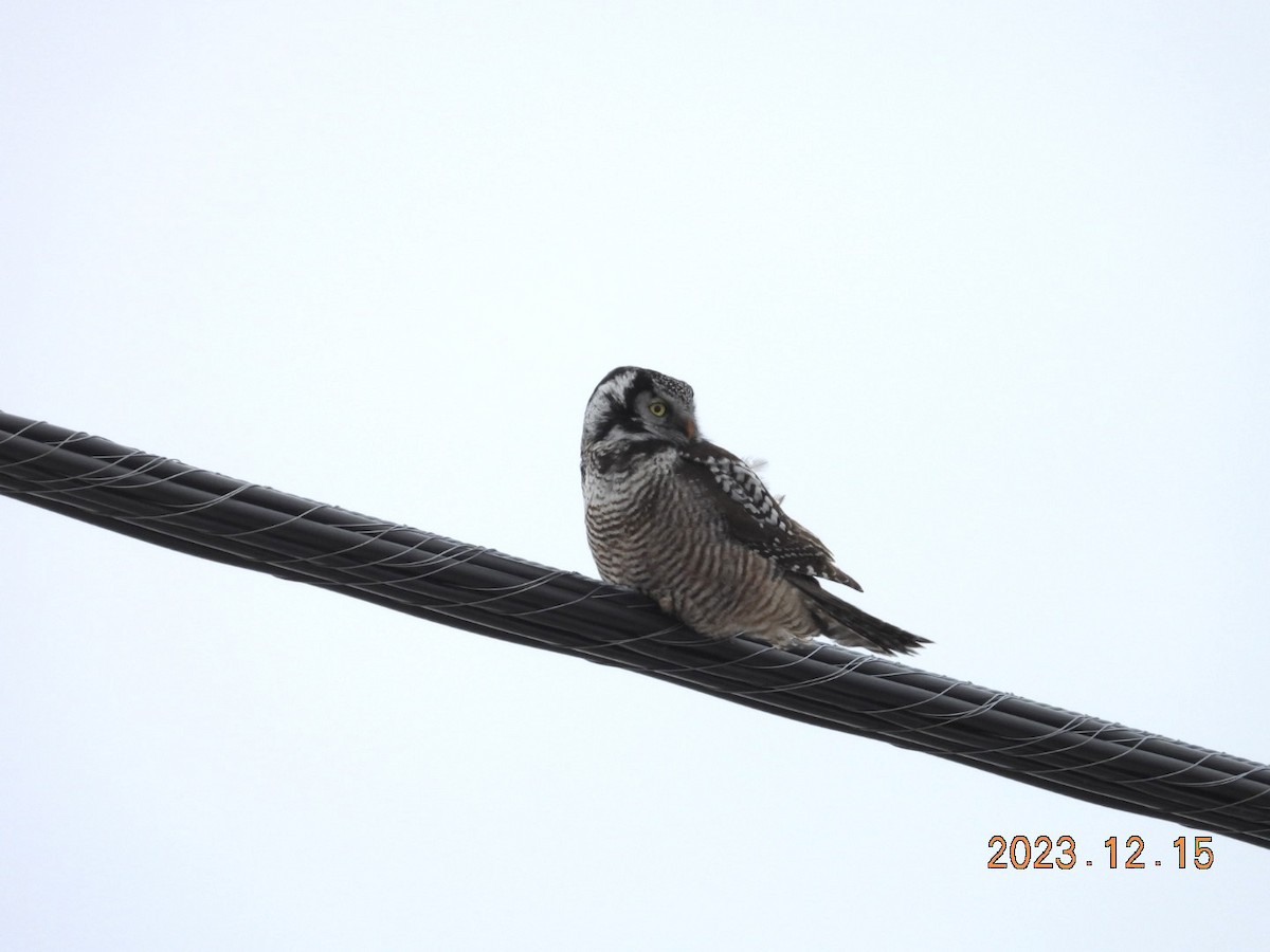 Northern Hawk Owl - ML612936343