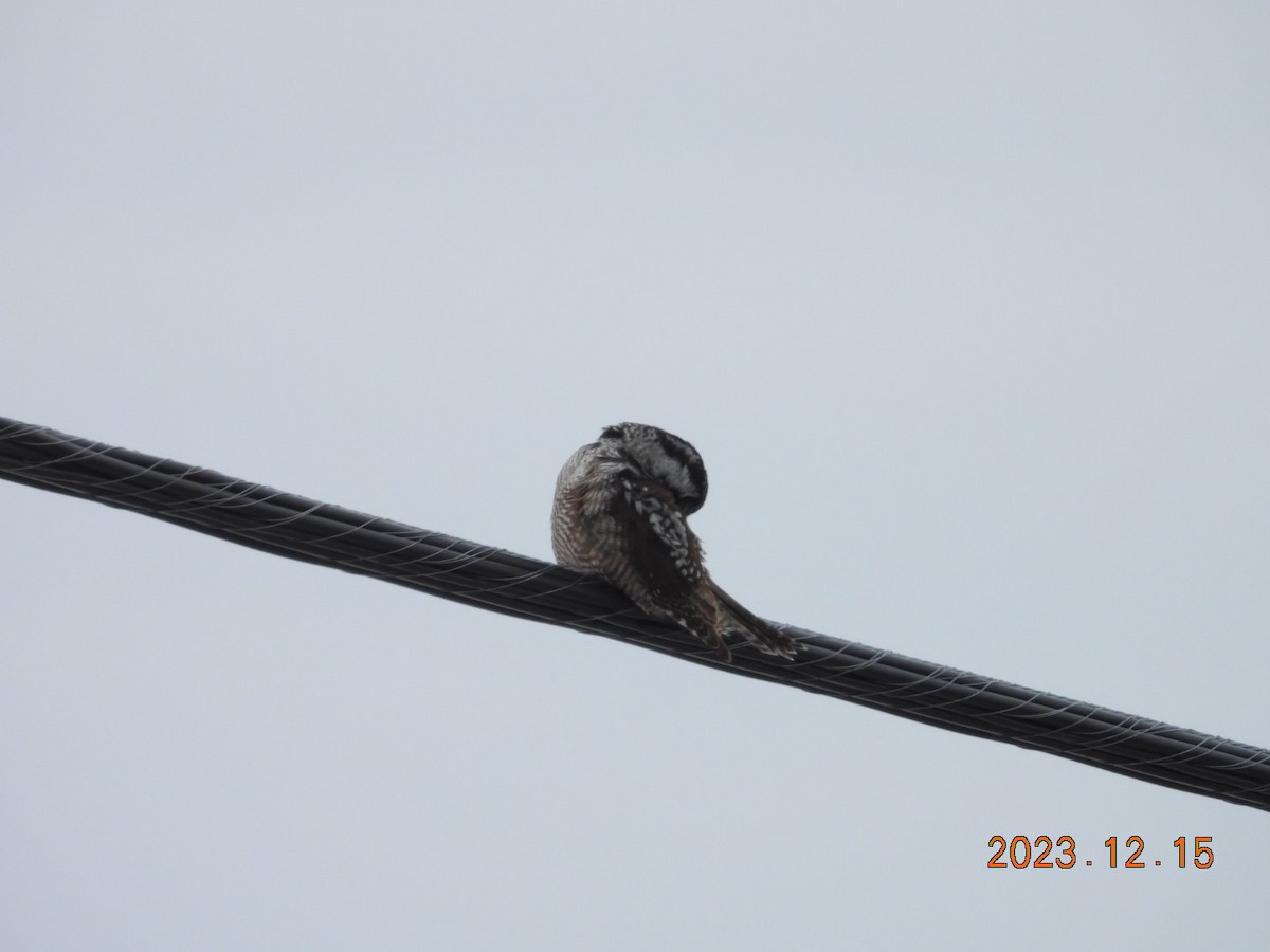 Northern Hawk Owl - ML612936344