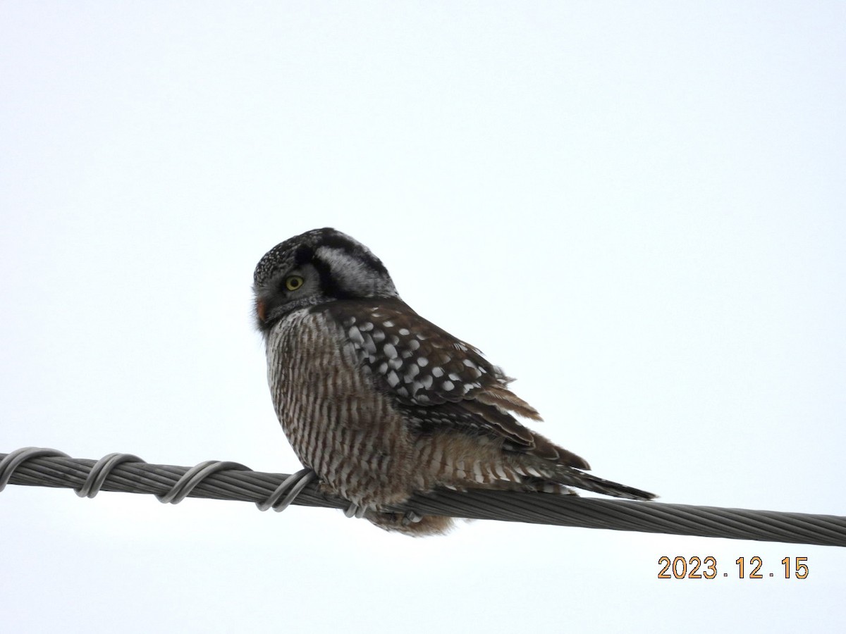 Northern Hawk Owl - ML612936345