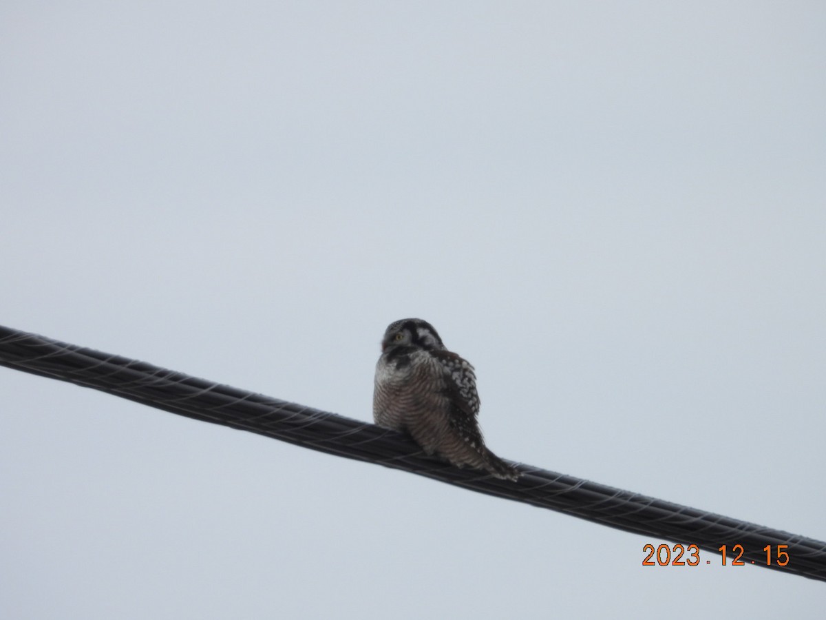 Northern Hawk Owl - ML612936347