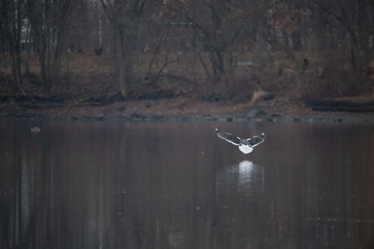 Great Black-backed Gull - ML612936458