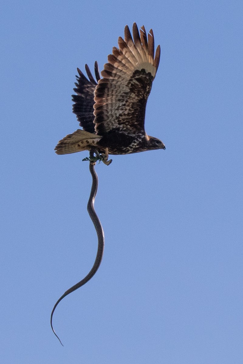 Common Buzzard - ML612936553