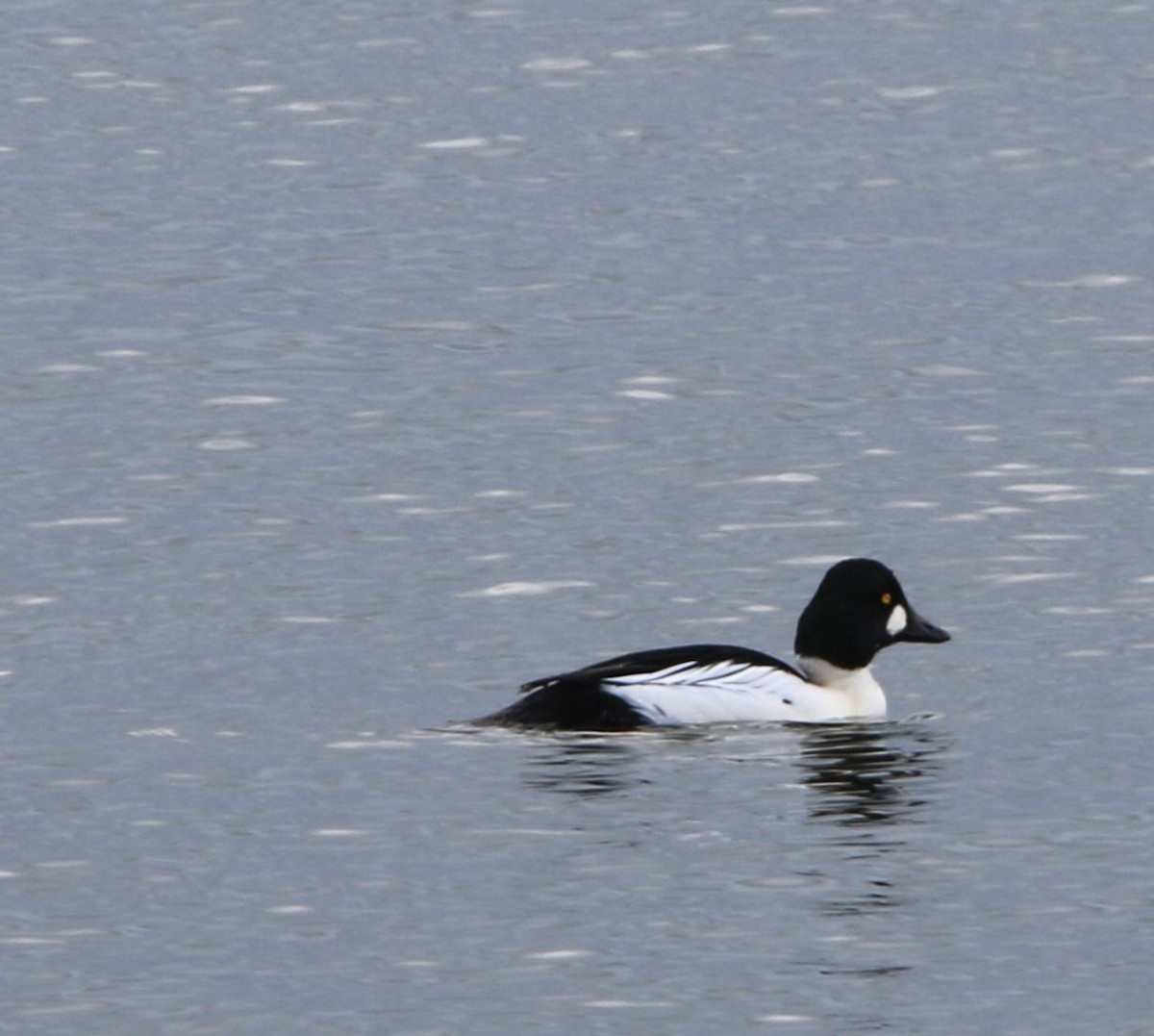 Common Goldeneye - ML612936622