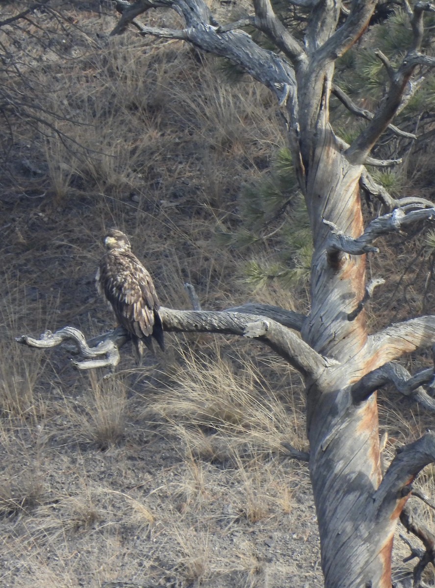 Bald Eagle - ML612936679