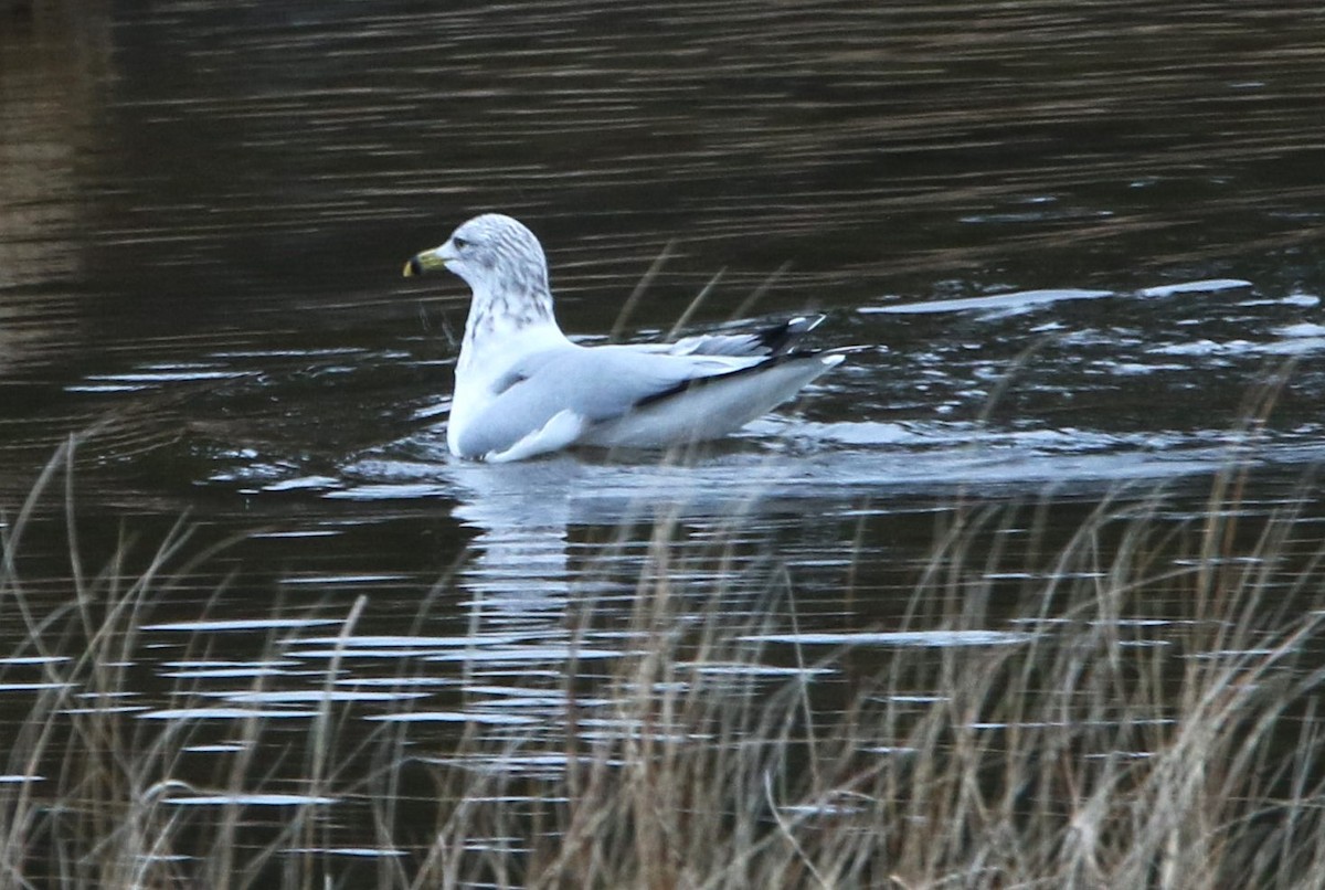 Ring-billed Gull - ML612936682