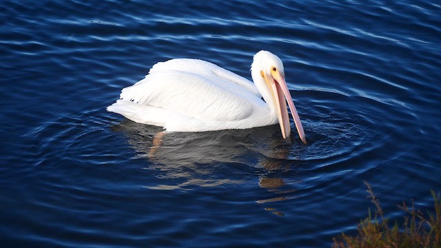 American White Pelican - ML612936689