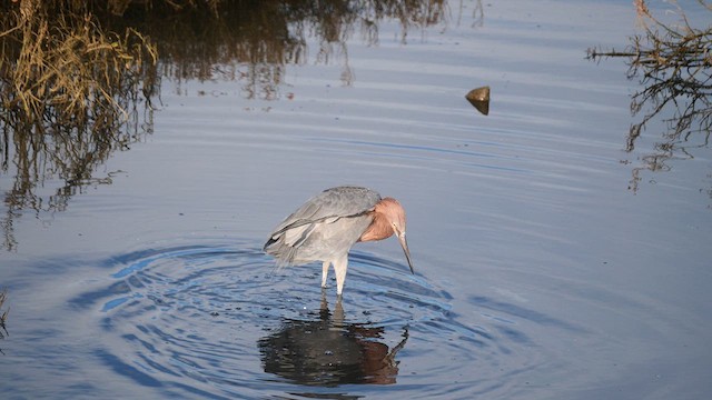 Reddish Egret - ML612936766