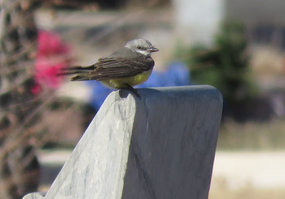 Western Kingbird - Todd Ballinger