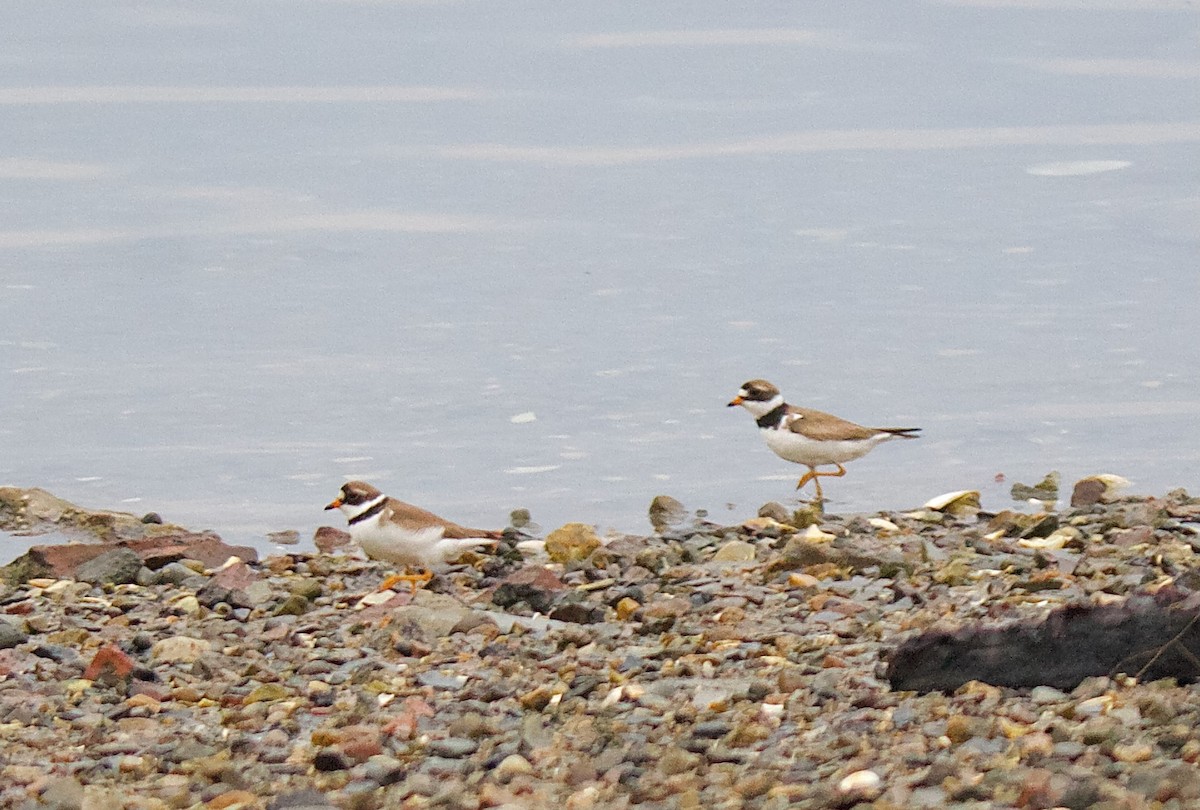 Semipalmated Plover - ML612936908