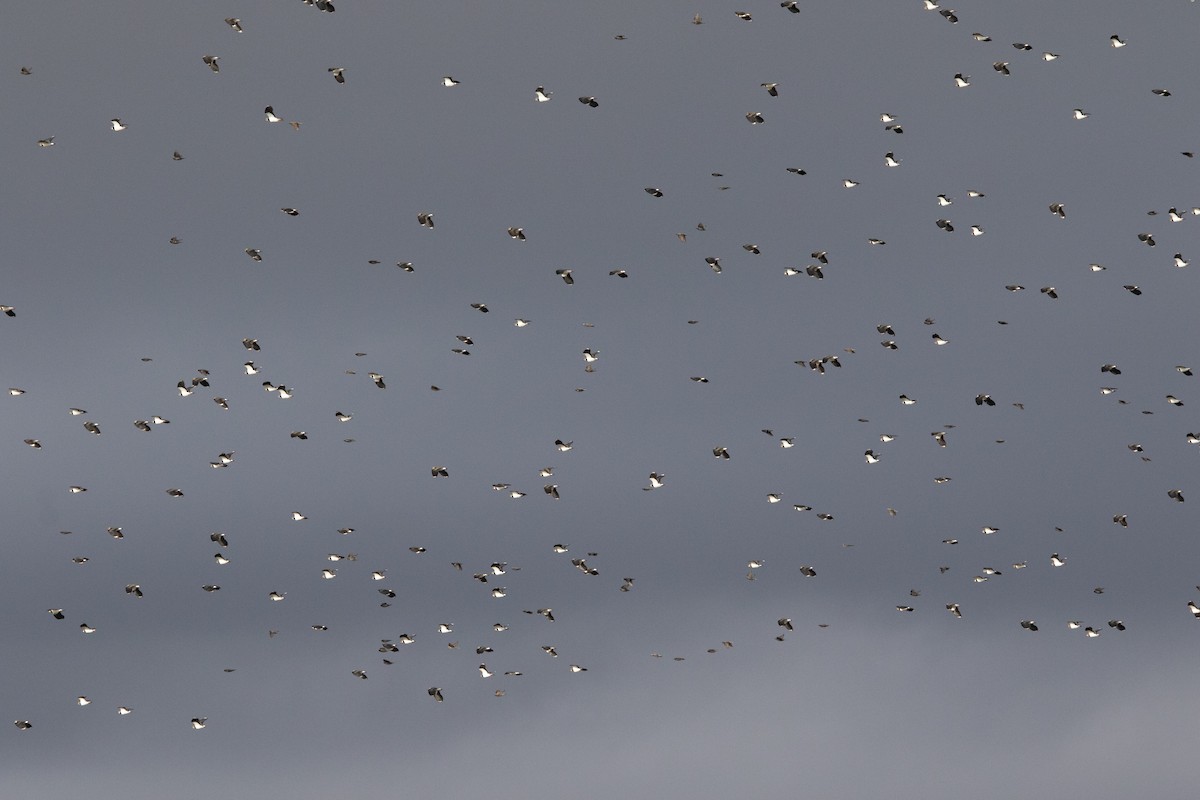 Northern Lapwing - ML612936938