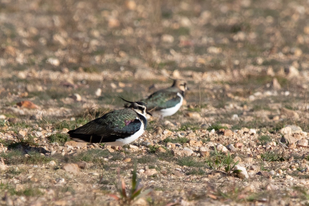 Northern Lapwing - ML612936947